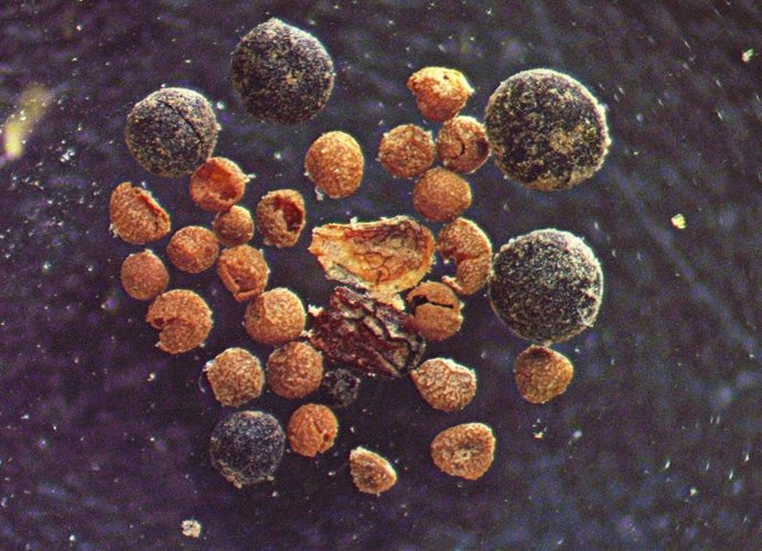 Escamas de brotes de sauce, semillas de amapola ártica, cuerpos de hongos y megasporas de musgo de roca encontradas en la muestra de suelo GISP2 observadas bajo un microscopio.