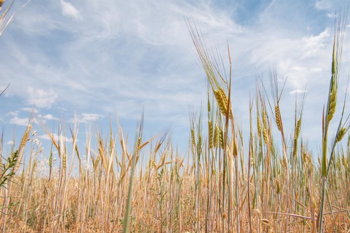 Archivo - Campo de trigo, a 17 de junio de 2024, en Albacete, Castilla-La Mancha (España). La Unión de Pequeños Agricultores (UPA), solicita que se declare la provincia de Albacete como zona desfavorecida para que tanto agricultores como ganaderos de la z