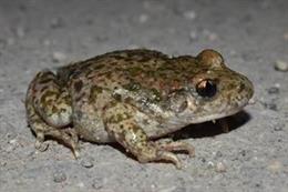 Detectan en Madrid la introducción accidental de una especie alóctona de sapo partero procedente de Cataluña
