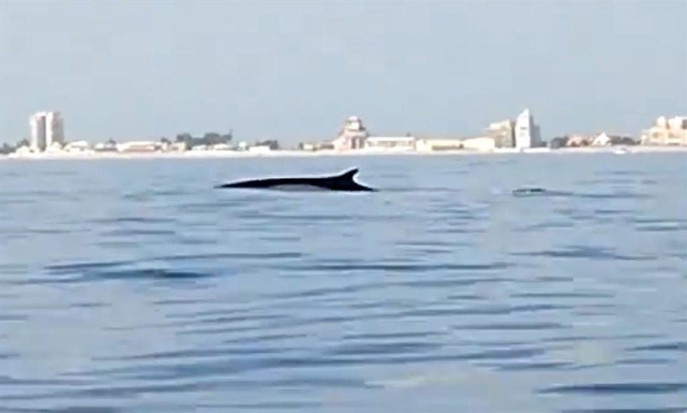 Rorcual junto a la costa del entorno de l'Albufera
