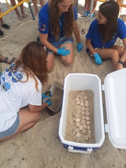 La tortuga 'Pura Vida' desova 64 huevos en la playa de Los Locos de Torrevieja