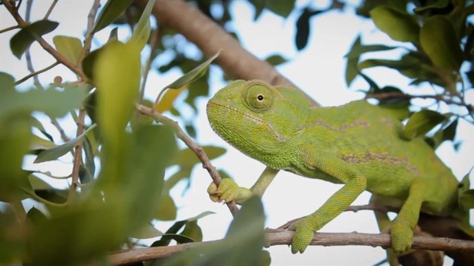 La Diputación pone el foco en 'La Málaga Salvaje' para dar a conocer la fauna de la provincia