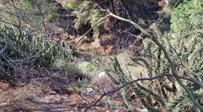 Flora exótica invasora en el Parque Regional de El Valle y Carrascoy