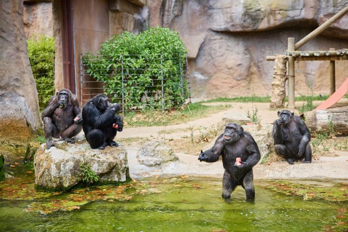 Chimpancés del Zoo de Barcelona se refrescan con helados de zumo de fruta.