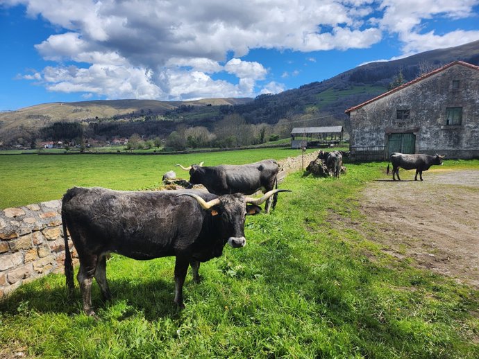 Vacas tudancas en Cantabria