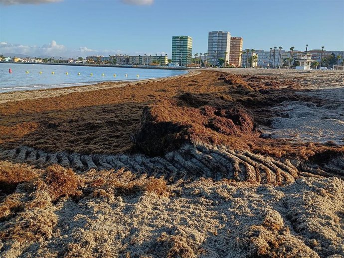 Imagen de archivo de algas invasoras arribadas en la playa de Poniente en La Línea de la Concepción