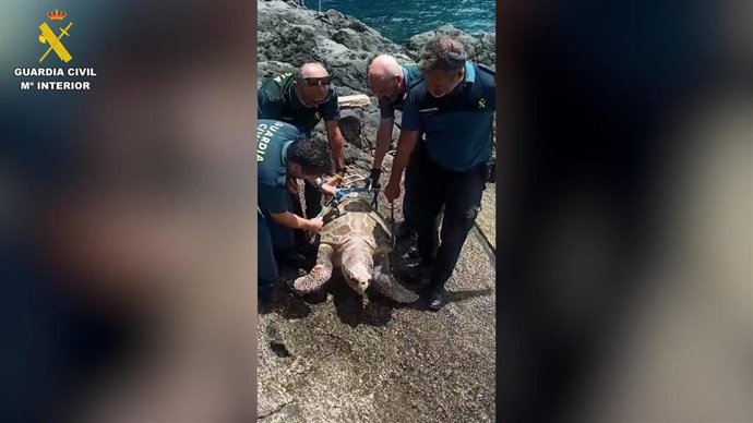 Agentes de la Guardia Civil han rescatado el cuerpo sin vida de una tortuga Boba que fue hallada con anzuelos clavados en la boca en la zona costera de Rojas, perteneciente el municipio de El Sauzal, en Tenerife