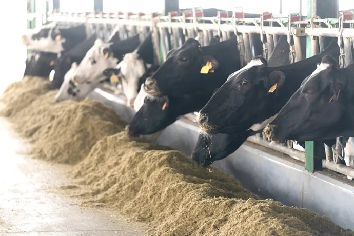 Explotación ganadera de vacuno de leche