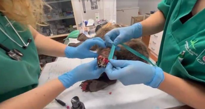 Veterinarios del CRAS de Valladolid examinan las quemaduras del osezno recogido"