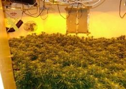 Plantación de marihuana intervenida en la operación de la Guardia Civil en Gérgal.