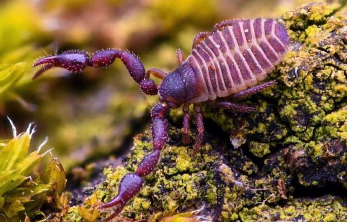 El veneno de Chelifer cancroides contiene compuestos que podrían ayudar a combatir un peligroso germen hospitalario en el futuro.