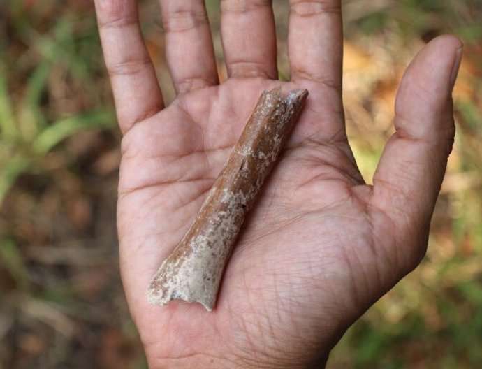 El húmero distal excavado en Mata Menge.