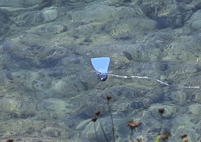 Una aleta en el agua de la playa del Sarchal, a 4 de agosto de 2024, en Ceuta (España). 