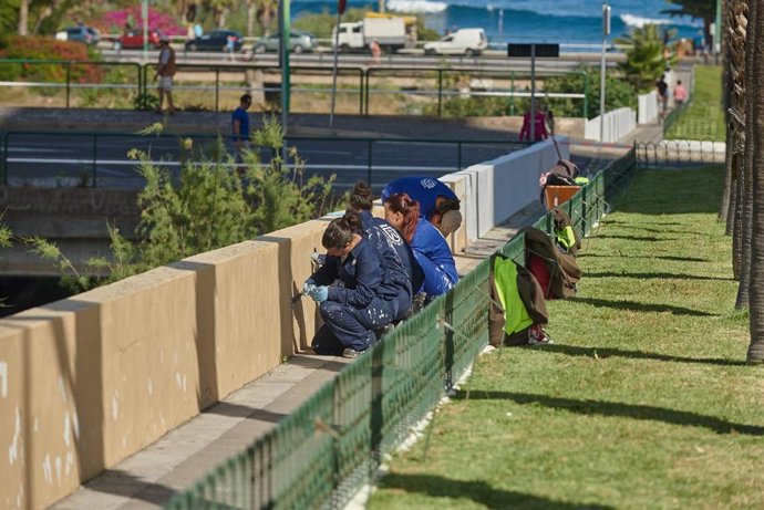 Archivo - Trabajadoras contratadas por el Cabildo de Tenerife para realizar trabajos de mantenimiento