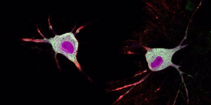 Un nuevo método rastrea en minutos cómo los psicodélicos afectan a las neuronas