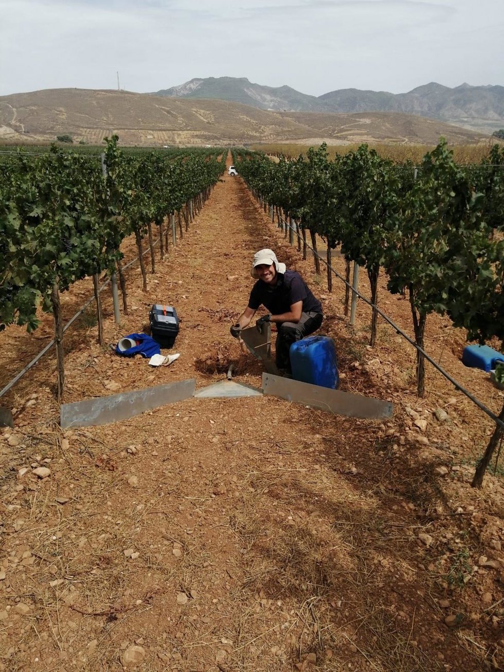 Viñedo en la provincia de Granada