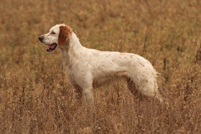 Un perro en el campo