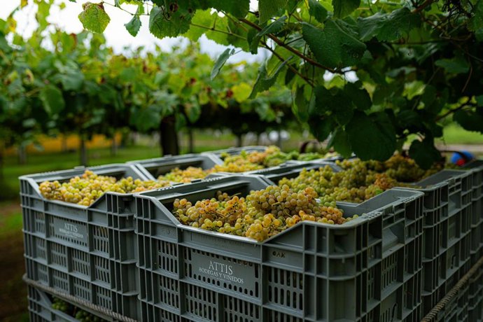 Archivo - Varias cajas llenas de uvas durante la época de vendimia, 