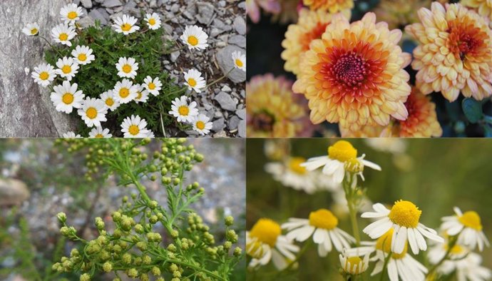 Un estudio liderado por investigadores del CSIC aclara la compleja evolución de margaritas, crisantemos y manzanillas