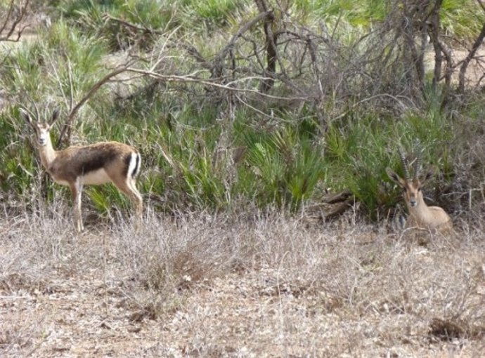 Ejemplares hembra (izquierda) y macho (derecha) de Gacela de Cuvier.