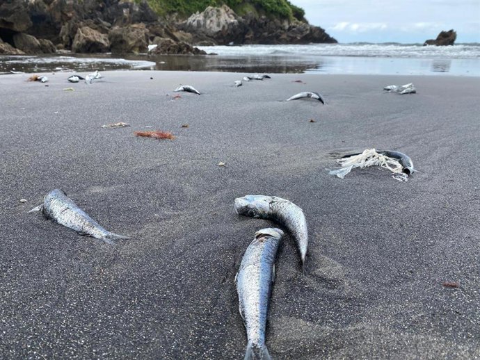 Peces muertos en la playa de Santa María del Mar en Castrillón.