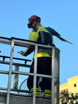 Un bombero con el guacamayo posado en el hombro.