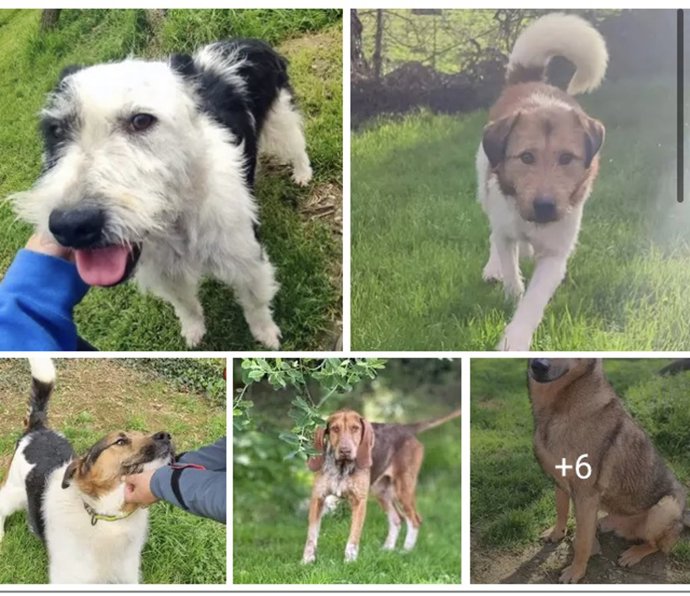 Perros de la protectora Dog Star