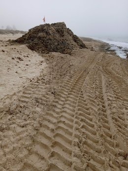 Montículos de algas en una de las playas de Tarifa