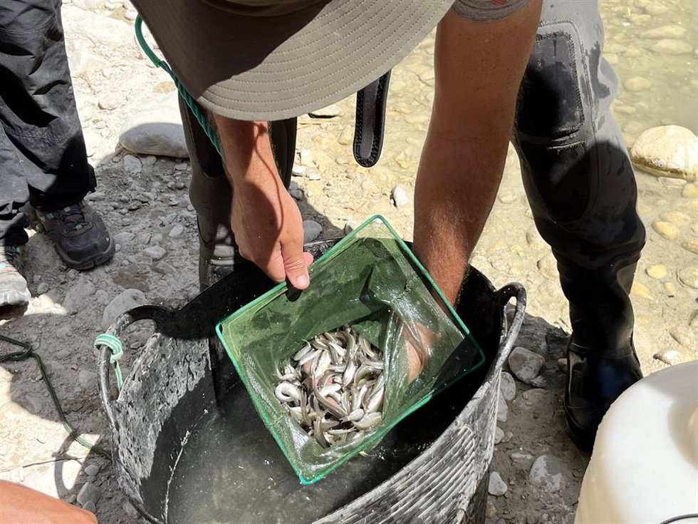 Trasladan a 800 ejemplares de cachuelo valenciano de la Rambla de Pua de Petrer por el descenso de agua