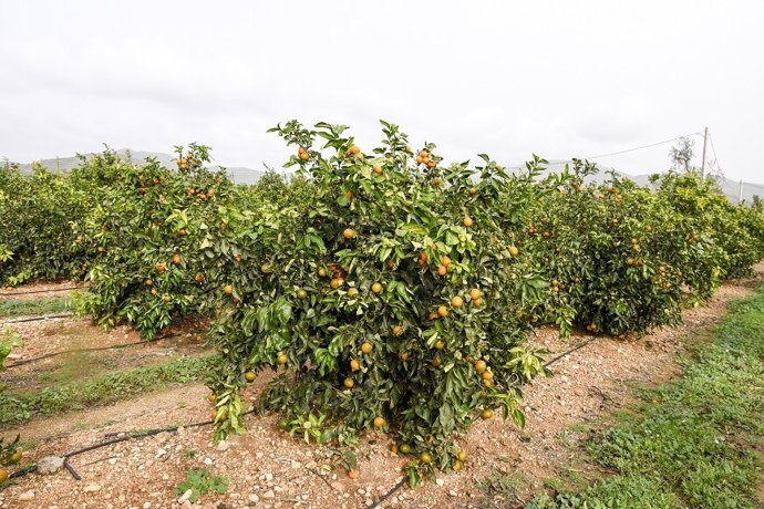 Archivo - Fruteros de cítricos.