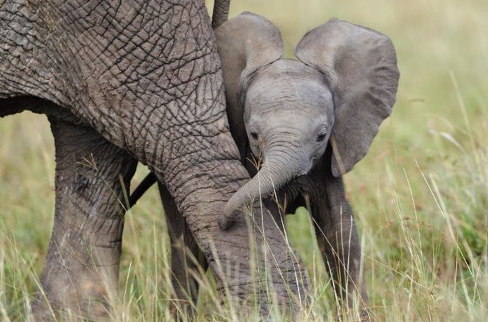 Las tres especies de elefantes que existen, camino a la extinción por el tráfico ilegal de marfil, según WWF