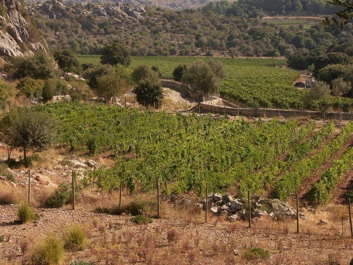 Archivo - Campo de Mallorca.