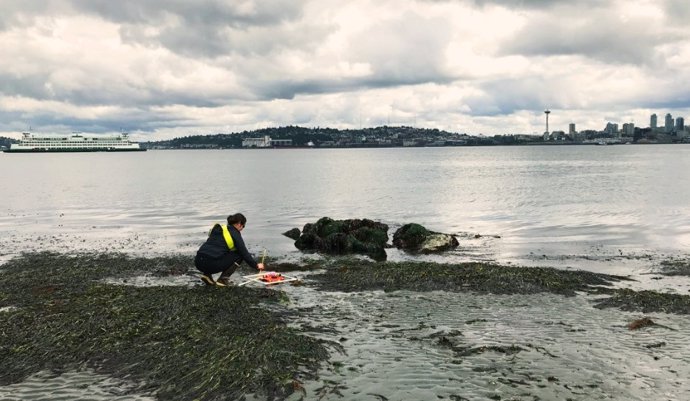 Phoebe Dawkins realiza estudios sobre la salud de las praderas marinas en Puget Sound.