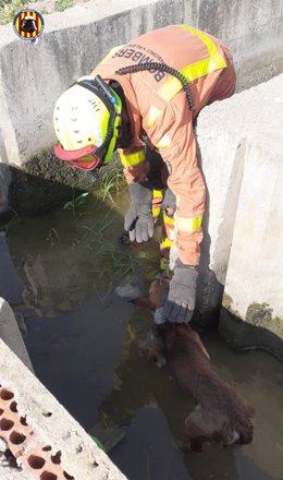 Rescatan a un perro atrapado en una acequia subterránea en Sueca