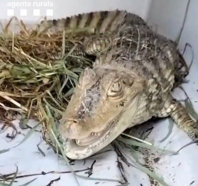 El caimán joven capturado en Santa Coloma de Gramenet (Barcelona).