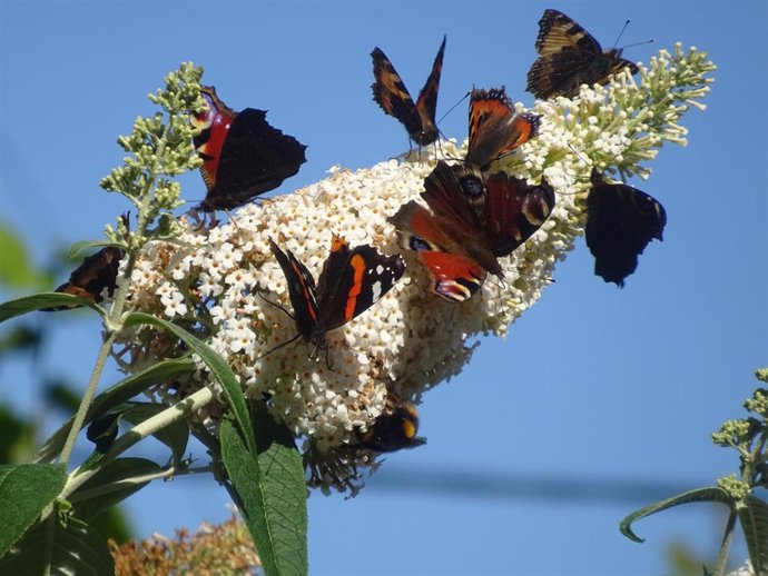 La población de mariposas en Reino Unido se reduce a un mínimo histórico, según Butterfly Conservation