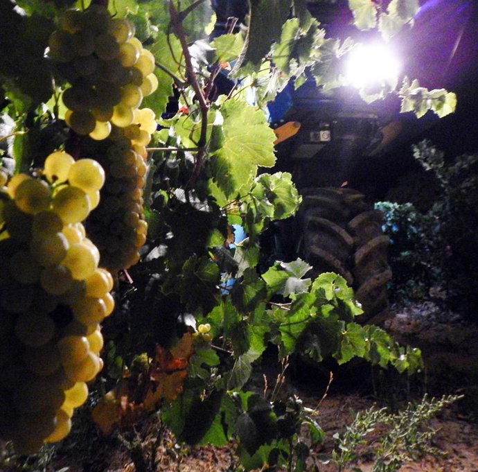 Archivo -    Bodega Pirineos, de la Denominación de Origen Somontano, perteneciente al Grupo Barbadillo y fundadora del origen de Somontano, ha comenzado con las labores de la vendimia 2018 en la que se prevé recoger 3,5 millones de kilos de uvas de gran 