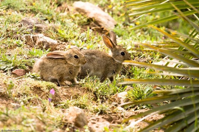 Archivo - Conejos, en una foto de archivo.