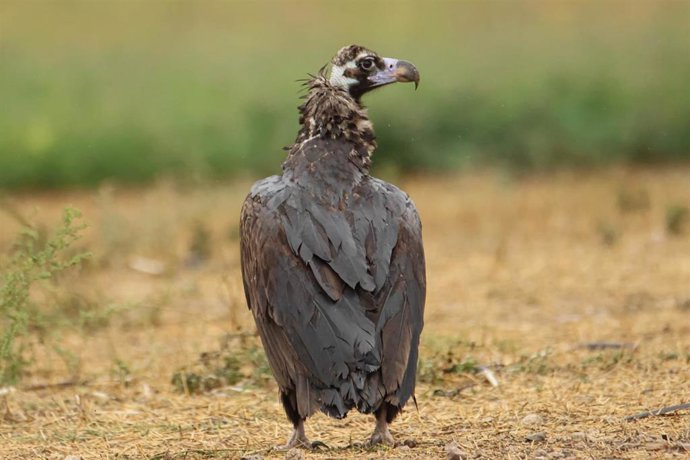 Ejemplar de Buitre Negro