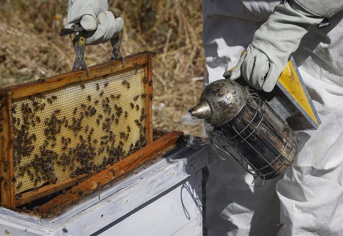 Archivo - Ahumador empleado en apicultura.