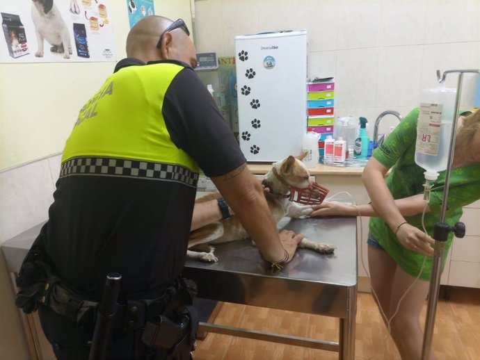 Imagen de un agente de la Policía Municipal ayudando a la atención veterinaria a un perro.