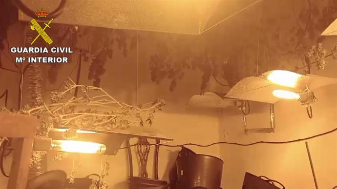 Plantación de marihuana desmantelada en Lloret de Vistalegre