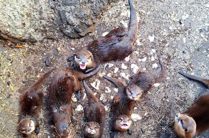 La familia de nutrias de Sea Life Benalmádena aumenta tras un nacimiento cuádruple