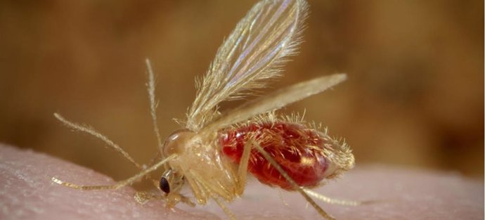 Archivo - Investigadores logran un gran avance para desarrollar una vacuna contra la leishmaniasis