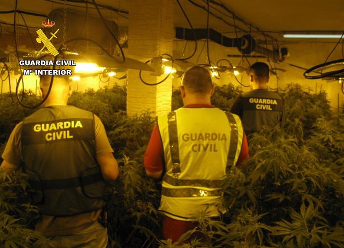 Agentes de la Guardia Civil junto a parte de las plantas de marihuana intervenidas en el marco de la operación 'Pathmari'
