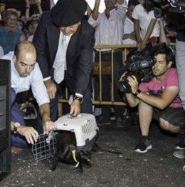 Archivo - Gata negra de Carasa