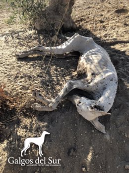 Galgo rescatado en La Rambla.