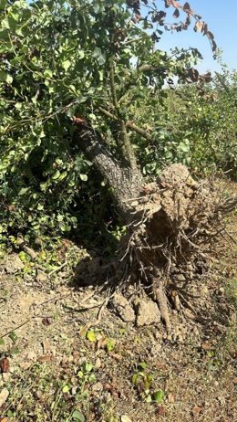 La Rioja ejecuta subsidiariamente el arranque de una finca de perales en Alfaro afectada por fuego bacteriano