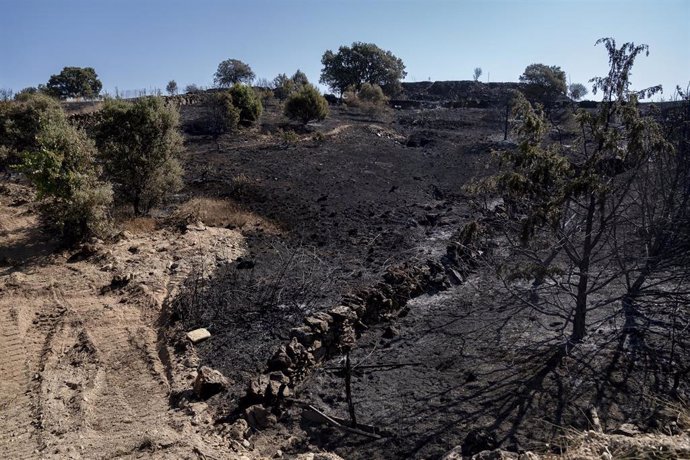 Zona afectada del incendio de los términos municipales de El Molar y Pedrezuela, a 6 de agosto de 2024, en El Molar, Madrid (España). 