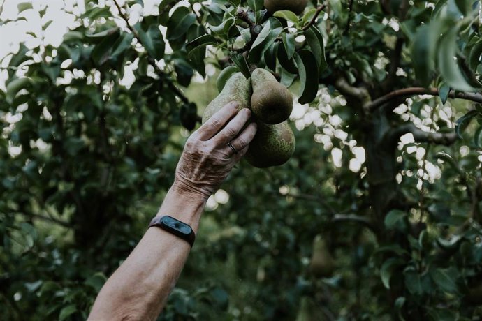 Archivo - Recolección de peras de Rincón de Soto